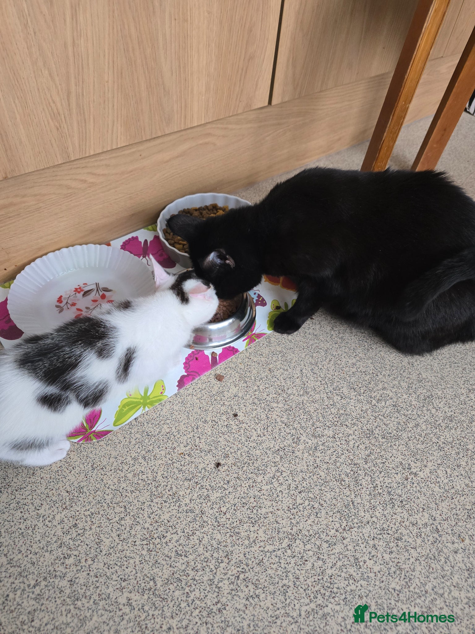 Mixed Breed cats Seal female kitten  - Advert 5