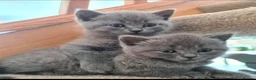 British Shorthair cats for sale: 8 weeks boy and girl - Dad 5 times champion 🏆 - Advert 19