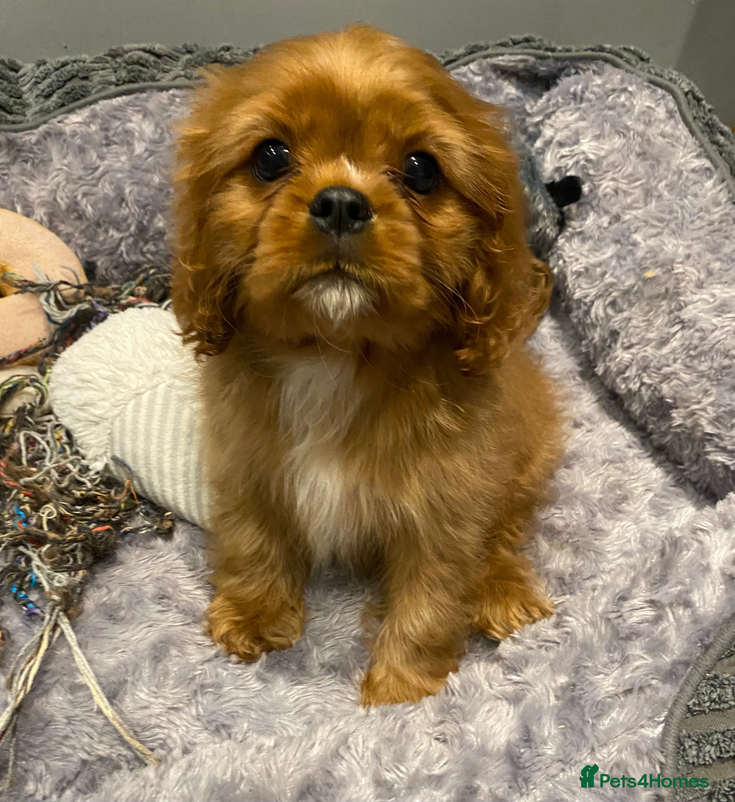 Cavalier King Charles Spaniel dogs Cavalier King Charles spaniel puppies  - Advert 5