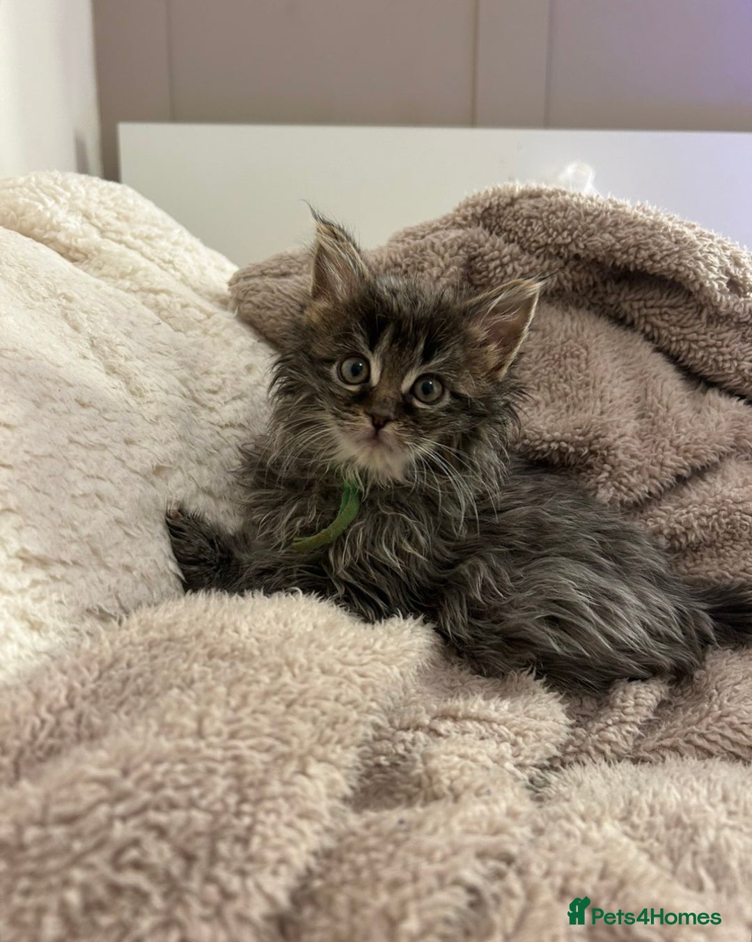 Maine Coon cats for sale: Stubbing Maine coon cubs for sale  - Advert 8