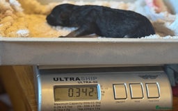 German Shepherd dogs for sale: Medium/long haired German shepherd puppies  - Image 21