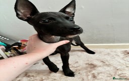 Mixed Breed dogs for sale: 3 puppies for sale - Image 11