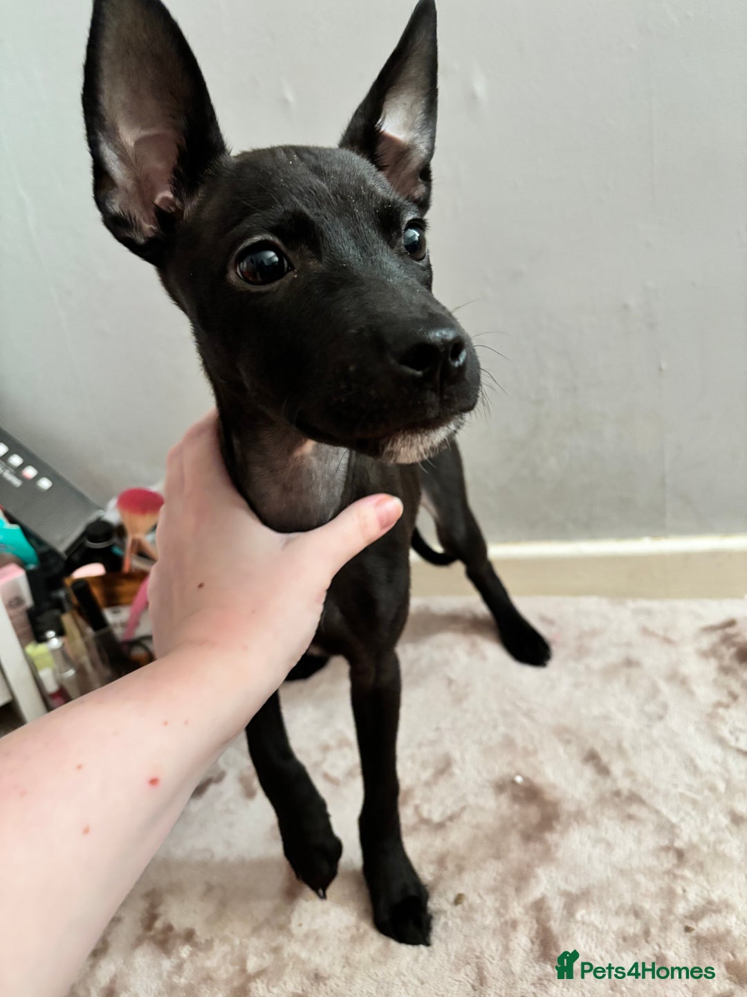 Mixed Breed dogs for sale: 3 puppies for sale - Image 11