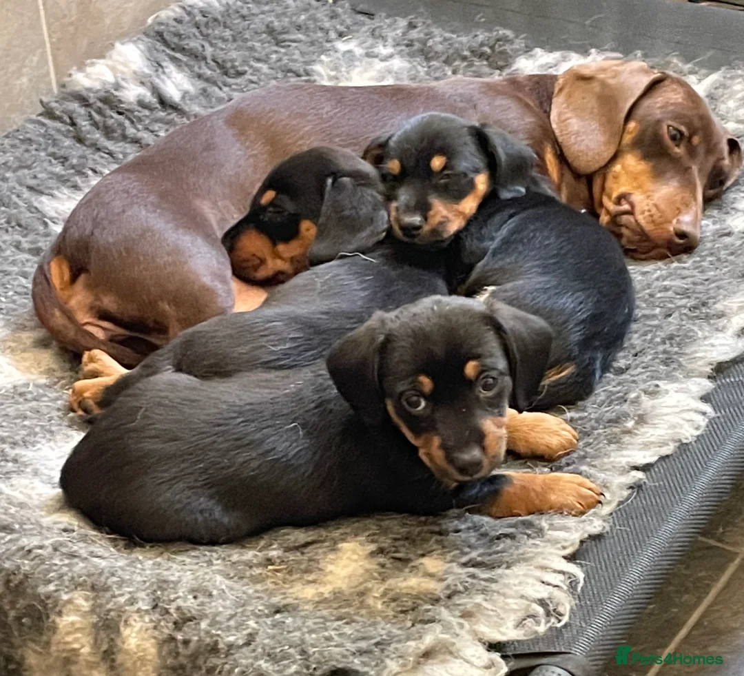 Norfolk Terrier dogs for stud: 3/4 Norfolk x 1/4 Jack Russell proven stud in Burton-on-Trent - Advert 18