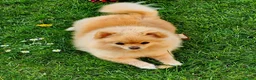 Pomeranian dogs for sale: Beautiful 3 Pomeranians up for reservation! - Advert 10