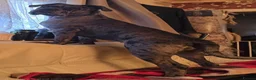 Cane Corso dogs for sale: Beautiful Cane Corso puppies  - Advert 4