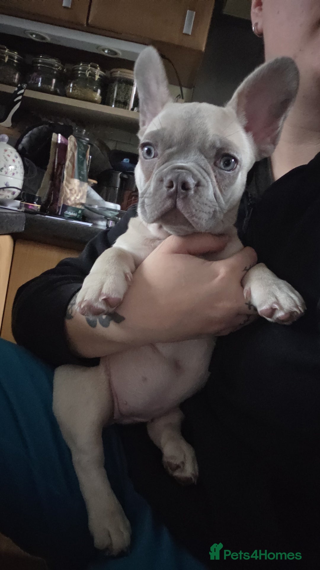 French Bulldog dogs for sale: Frenchies for sale - Advert 7