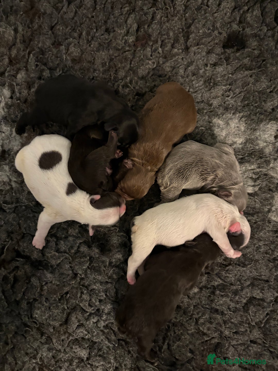 French Bulldog dogs for sale: KC fluffy French bulldog puppies - Image 5