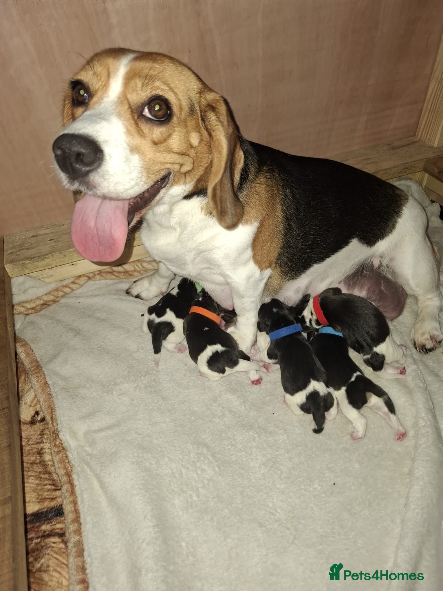 Beagle dogs Beautiful beagle puppies  - Advert 16