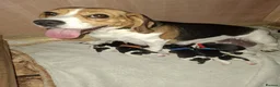 Beagle dogs for sale: Beautiful beagle puppies  - Advert 16