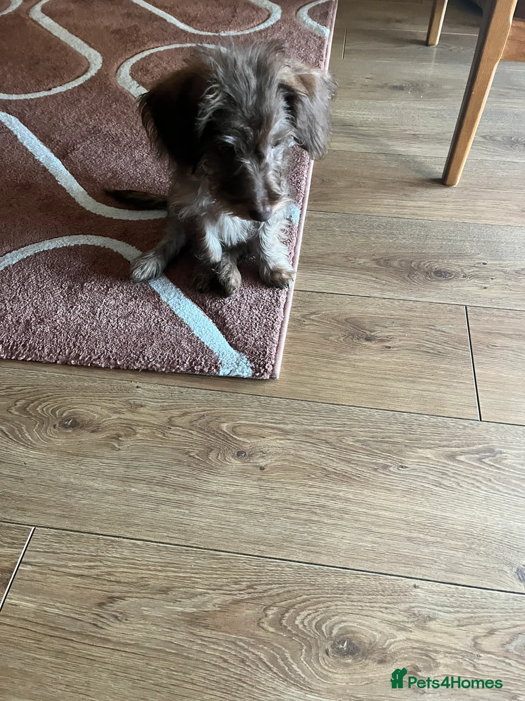 Miniature Dachshund dogs for sale: Beautiful puppy  - Advert 5