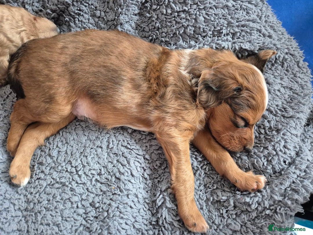 Mixed Breed dogs for sale: Cockapoochis For Sale - Image 1