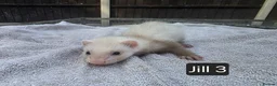 Ferret rodents for sale: New Kits Ready To Go  - Advert 6