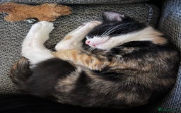 Mixed Breed cats for sale: Calico female  - Image 3