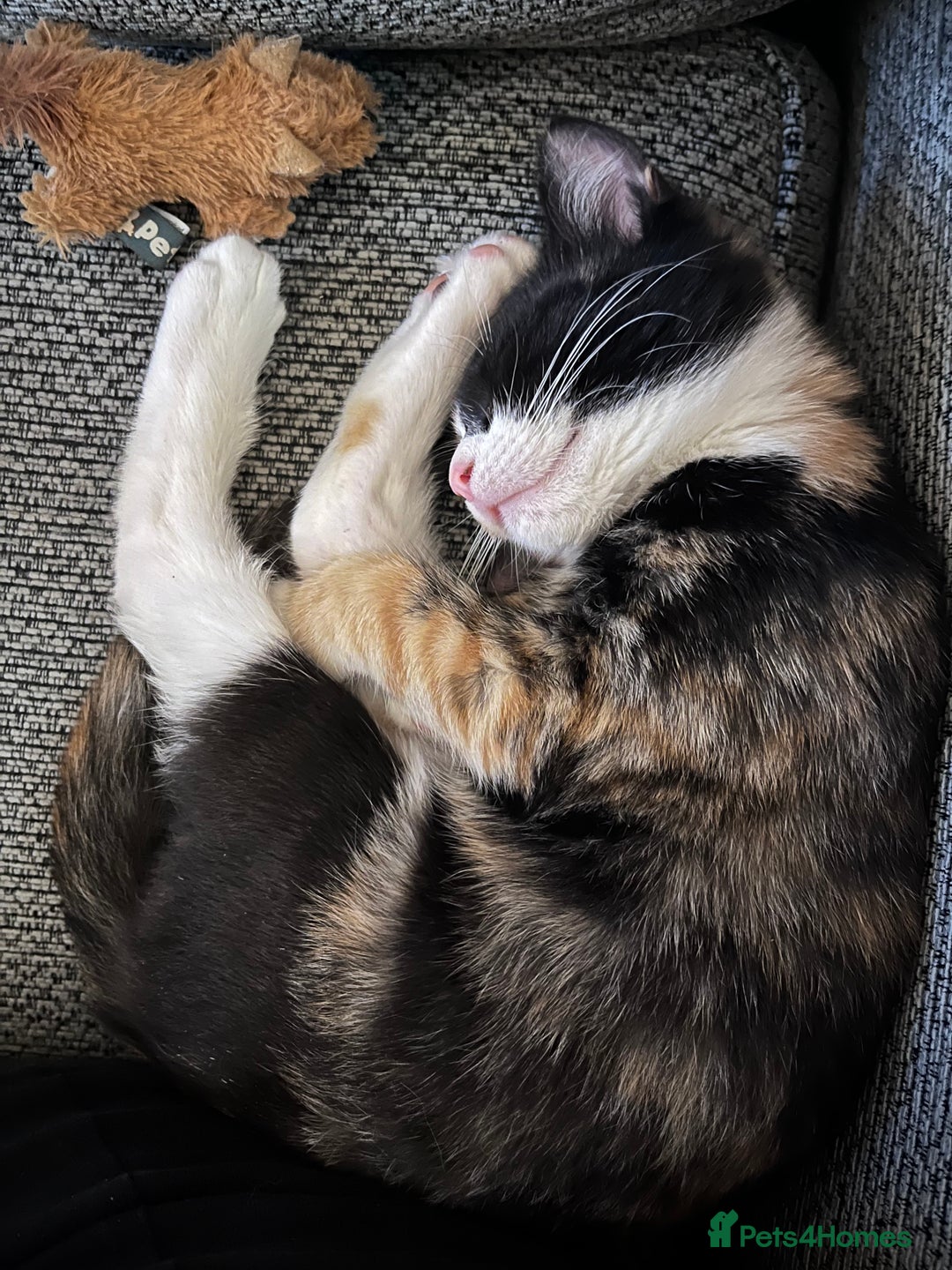 Mixed Breed cats for sale: Calico female  - Image 3