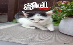 Mixed Breed cats for sale: 4 Boys & 3 Girls🐾 - Image 7