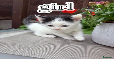 Mixed Breed cats - Advert 14