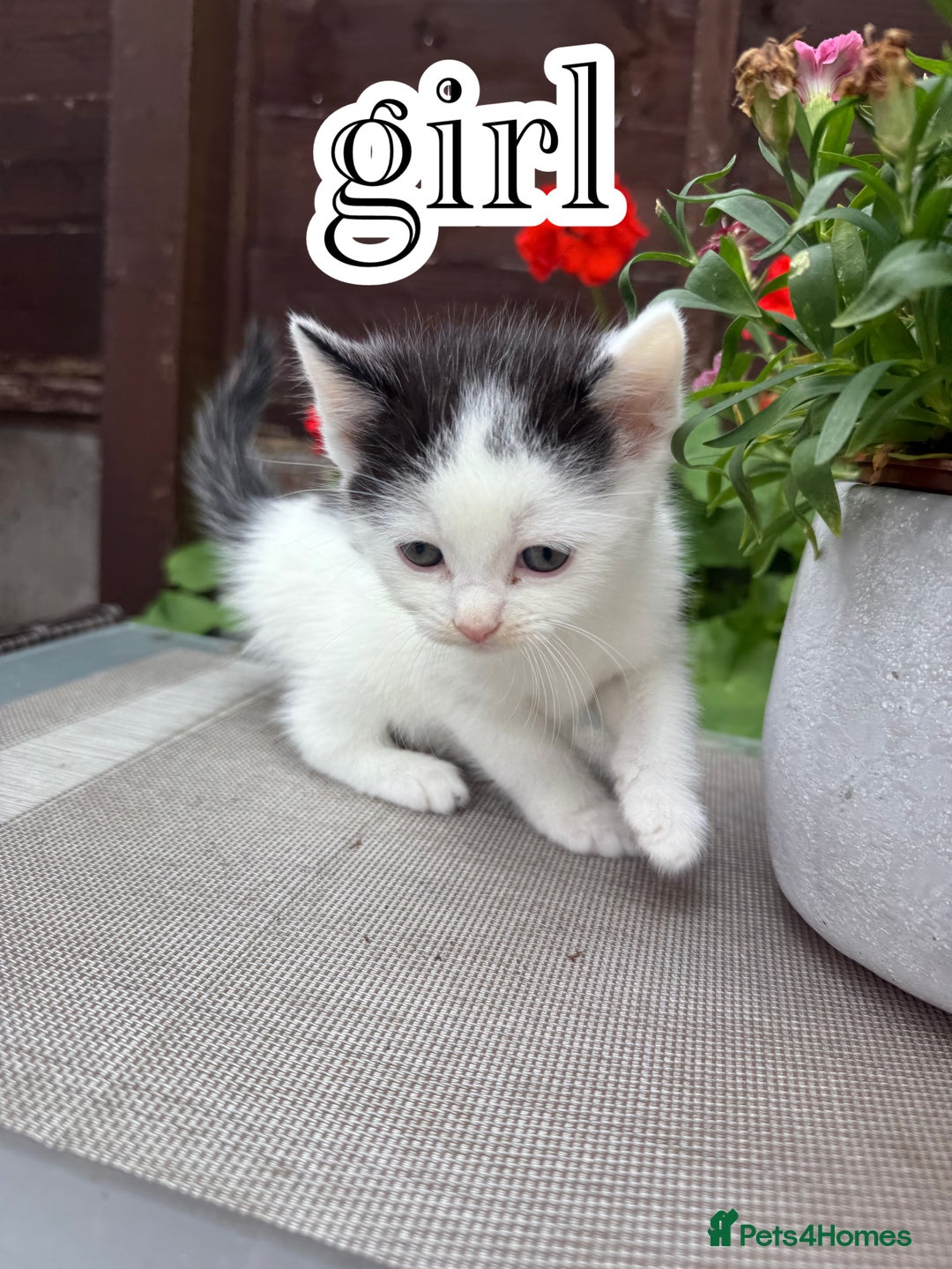 Mixed Breed cats for sale: 4 Boys & 3 Girls🐾 - Image 7