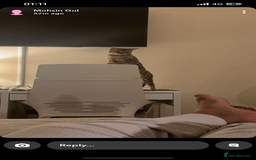 Bengal cats for sale: 2 Bengal female cats - Advert 14