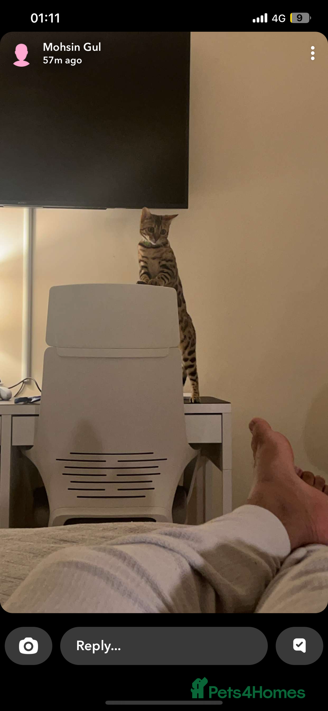 Bengal cats for sale: 2 Bengal female cats - Advert 14