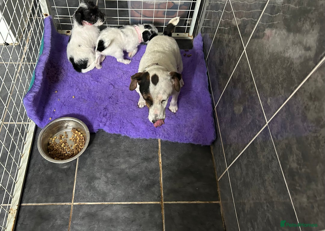 Jackapoo dogs for sale: Jackapoo - Image 11