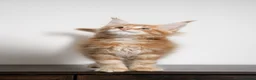 Maine Coon cats for sale: 5 Beautiful Russian Import Kittens TICA - Advert 3