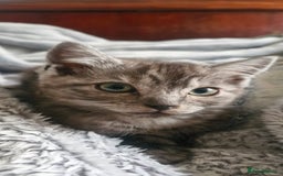 Ragdoll cats for sale: Stunning 3/4 Ragdoll kittens - Advert 12