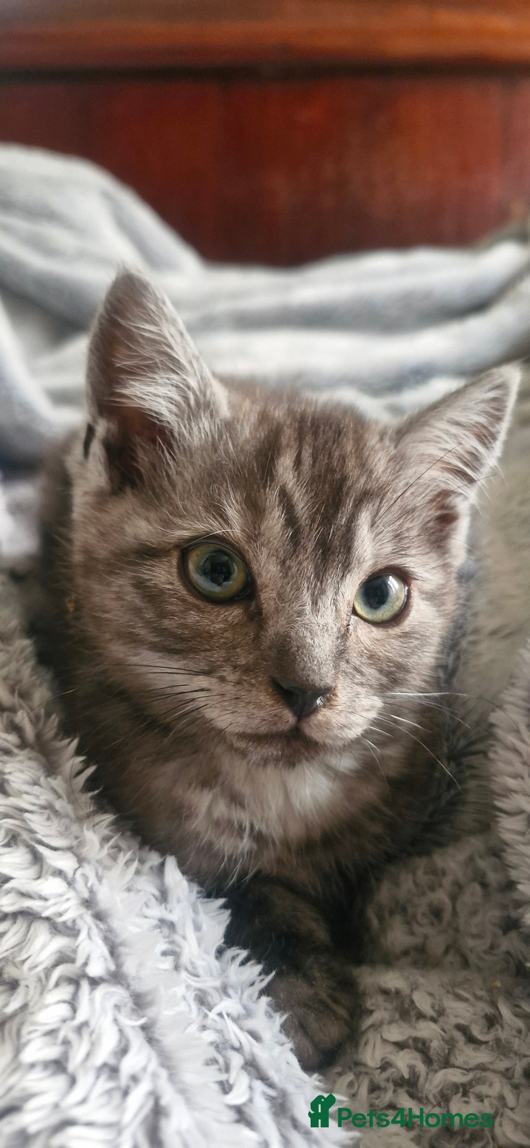 Ragdoll cats for sale: Stunning 3/4 Ragdoll kittens - Advert 12