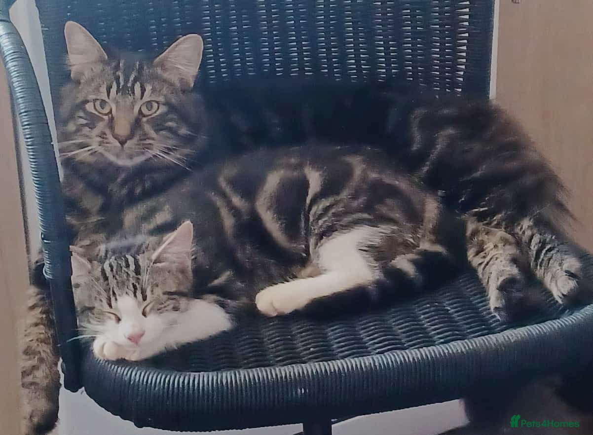 Mixed Breed cats Free to good home - Advert 5