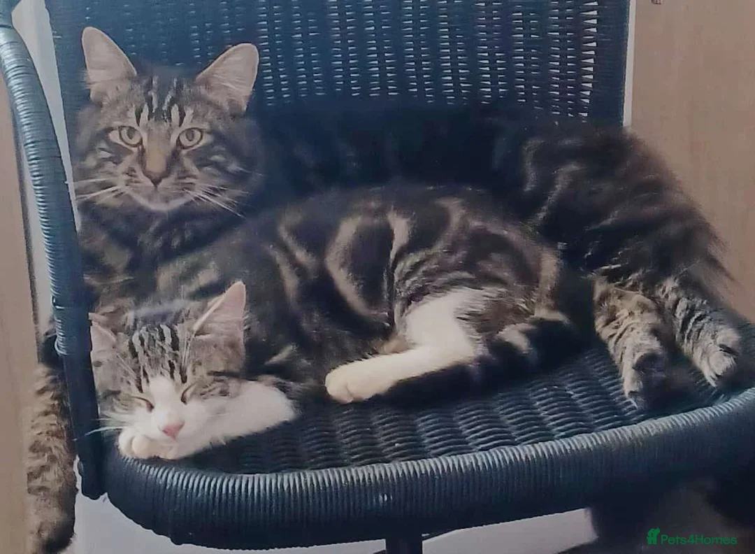 Mixed Breed cats for sale: Free to good home - Advert 1