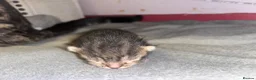 Mixed Breed cats for sale: kittens on the way!! - Advert 3