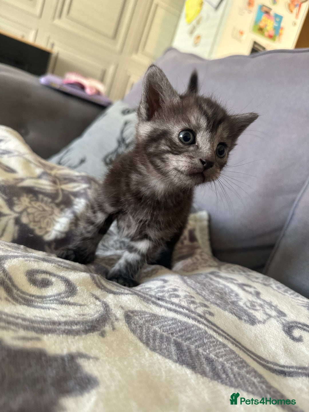 Bengal cats for sale: 4 beautiful part bengal kittens  - Image 12