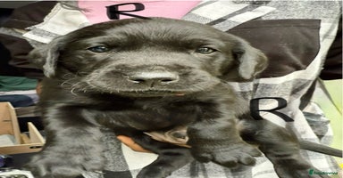 Labrador Retriever dogs - Advert 2