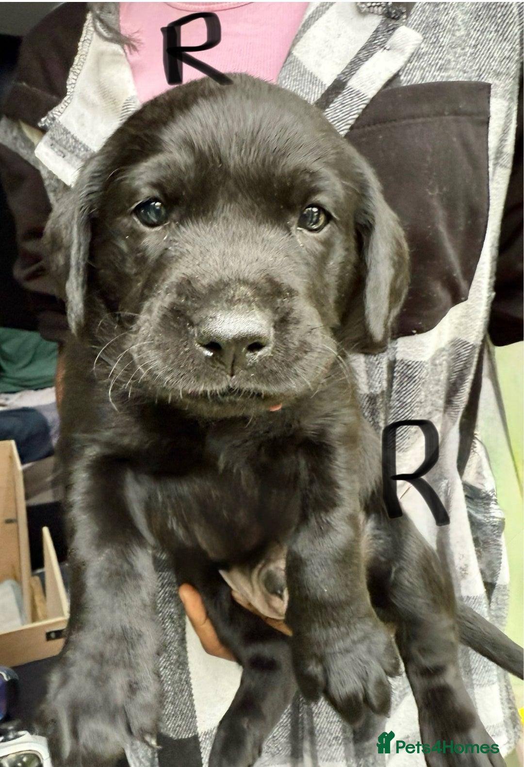 Labrador Retriever dogs for sale: 1 Excellent, outstanding male ready 9 November  - Image 3