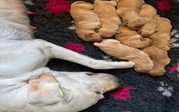 Labrador Retriever dogs for sale: Beautiful Labrador puppies - Image 6