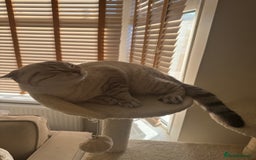 British Shorthair cats for sale: Rare Silver Spotted British Shorthair Kitten - Image 14