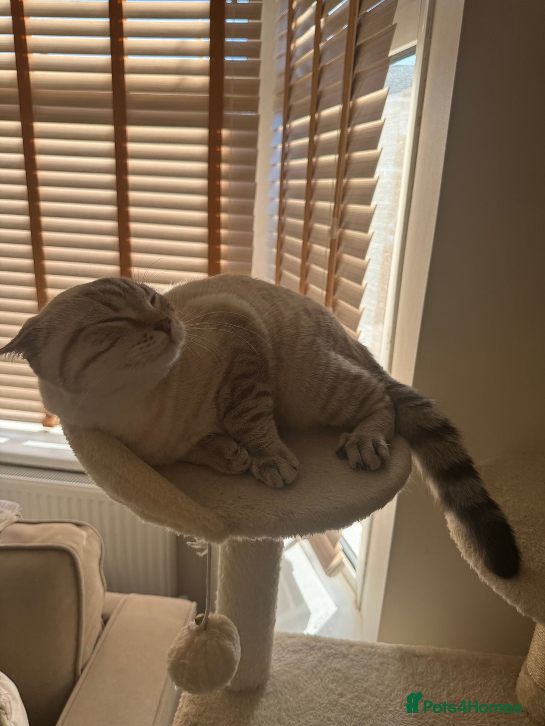 British Shorthair cats for sale: Rare Silver Spotted British Shorthair Kitten - Image 14