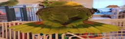 Budgerigars birds for sale: PARROTS! - Advert 5