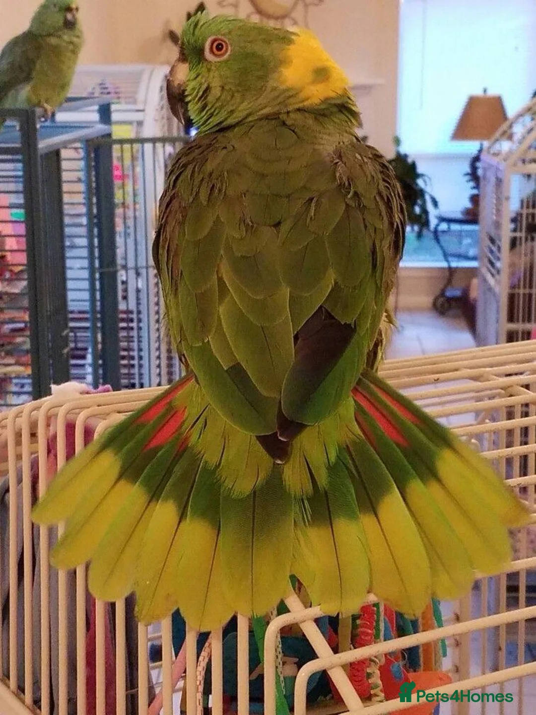 Budgerigars birds for sale: PARROTS! - Advert 5