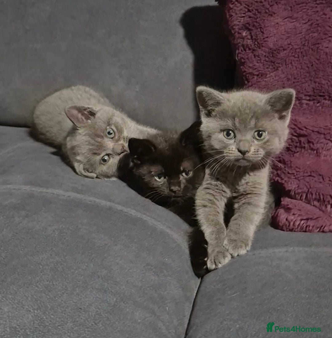 British Shorthair cats Beautiful British shorthair boys available - Advert 1