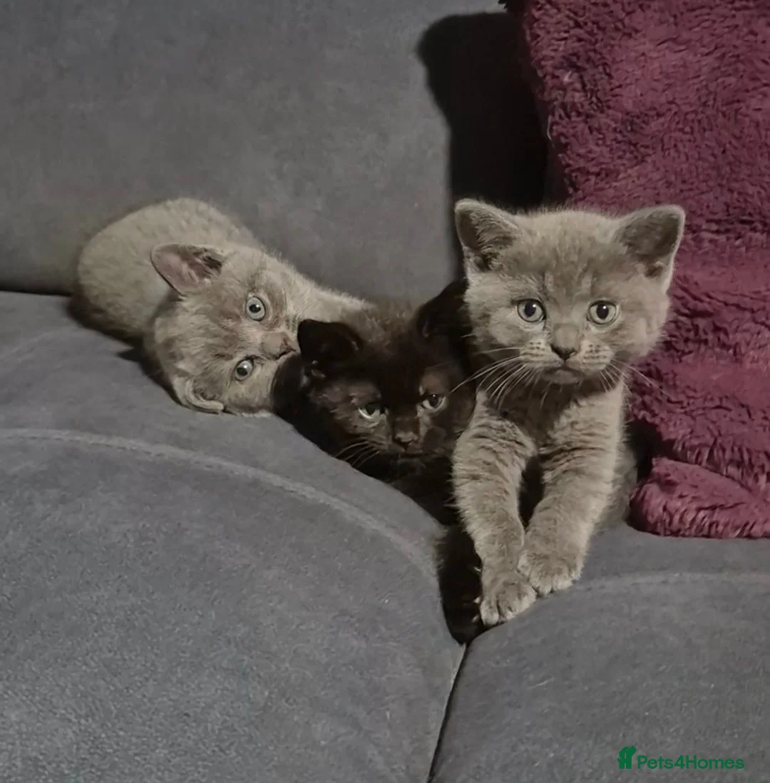 British Shorthair cats for sale: Beautiful British shorthair boys available - Advert 1