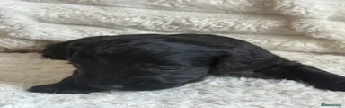 Cockapoo 9
