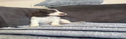 Cocker Spaniel dogs for sale: Beauitful puppies for sale  - Advert 17