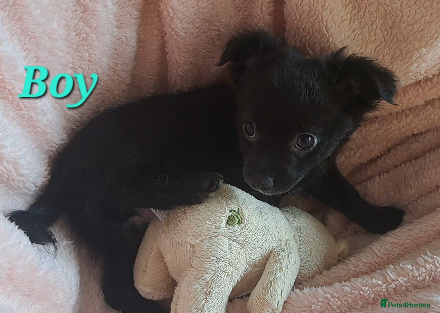 Chihuahua dogs Meet 'Bertie' 10wk old male chihuahua pup - Advert 2