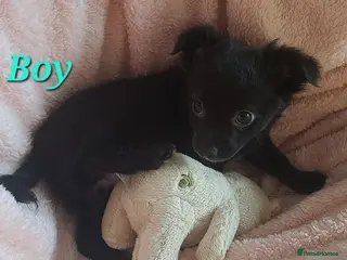 Chihuahua dogs Meet 'Bertie' 10wk old male chihuahua pup - Advert 2