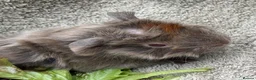 Guinea Pig rodents for sale: Boar Guinea Pigs Available Now! - Advert 9