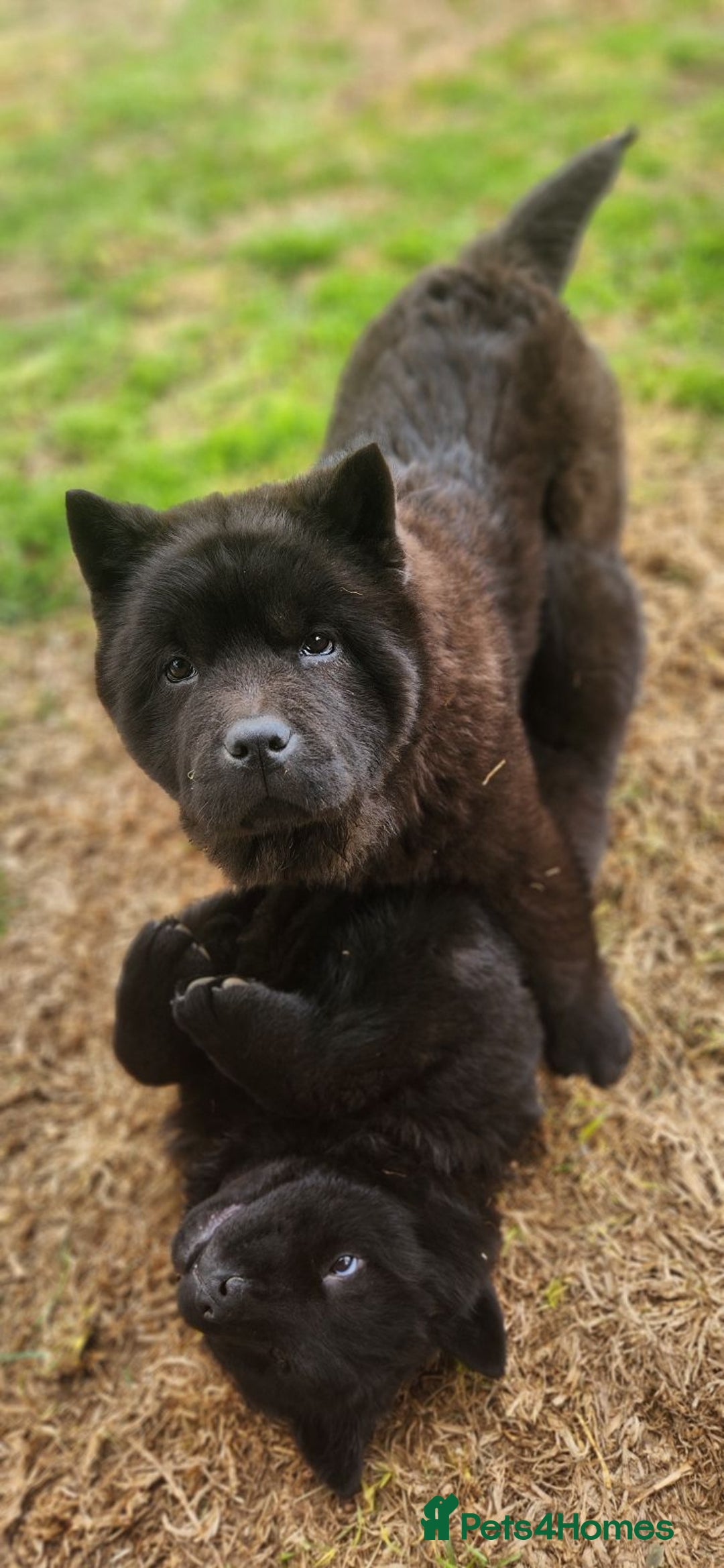 Chow Chow dogs for sale: Purebred Chow Chows Puppies  - Image 4