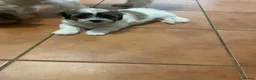 Malshi dogs for sale: Malshi puppies for sale - Advert 5