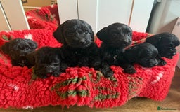 Labradoodle dogs for sale: F1 labradoodle puppy’s  - Image 2