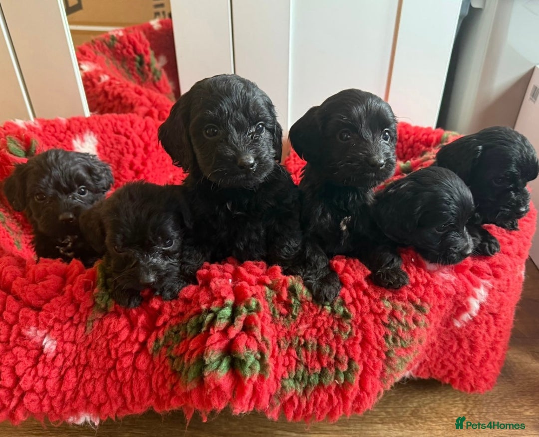 Labradoodle dogs for sale: F1 labradoodle puppy’s  - Image 2